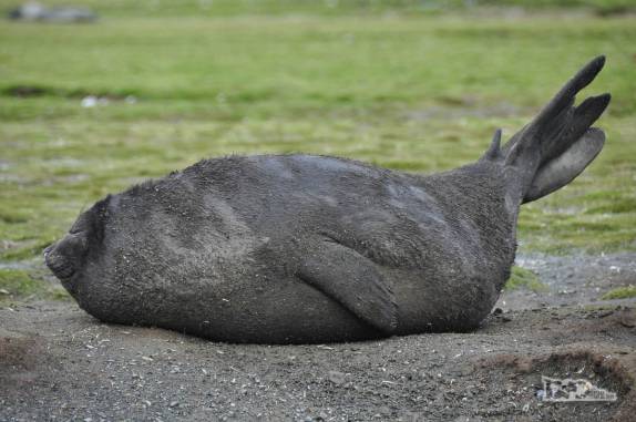 Um filhote de elefante-marinho em Salisbury Plain, na Geórgia do Sul